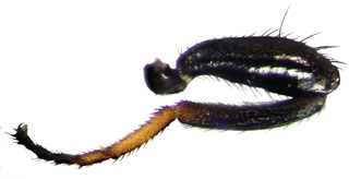 Ulidia wadicola Steyskal: hindleg, male; Israel : Mashabbe Sade (Freidberg leg.) (SIZK)